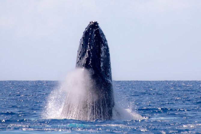 Best Waikiki Whale Watching in Honolulu: Whales Guaranteed - BYOB, bottled water, and staying comfortable when the sea turns moody