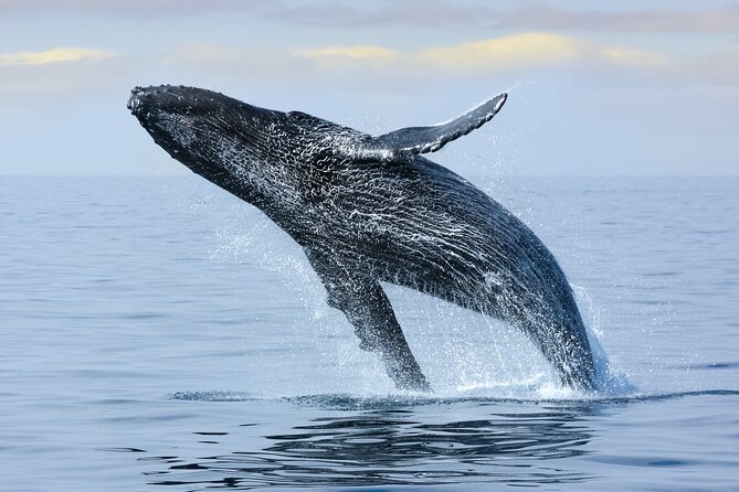 Best Waikiki Whale Watching in Honolulu: Whales Guaranteed - More than whales: dolphins, turtles, and bonus wildlife moments