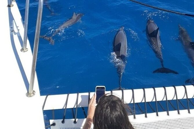 Best Waikiki Whale Watching in Honolulu: Whales Guaranteed - Price and value: is $79 a good deal for Waikiki whale watching?
