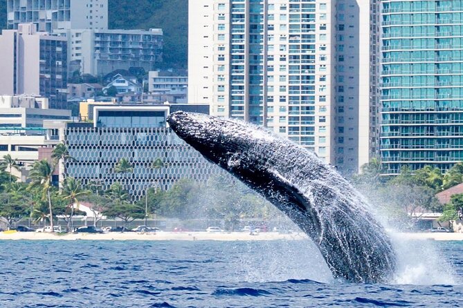 Best Waikiki Whale Watching in Honolulu: Whales Guaranteed - Who this tour fits best (and who might want a backup plan)