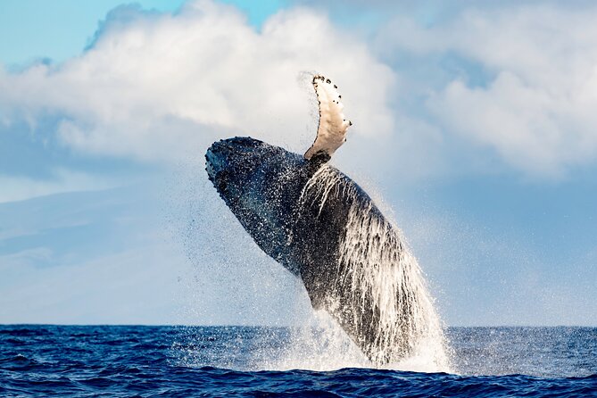 Best Waikiki Whale Watching in Honolulu: Whales Guaranteed - How the crew finds humpbacks (and what the whale guarantee actually means)
