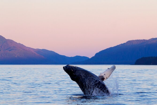Best Whale Watching and Wildlife Shore Excursion in Sitka - Key points that matter before you go