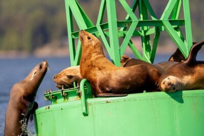 Best Whale Watching and Wildlife Shore Excursion in Sitka - Where you go: Sitka Sound and the Baranof Islands outer coast
