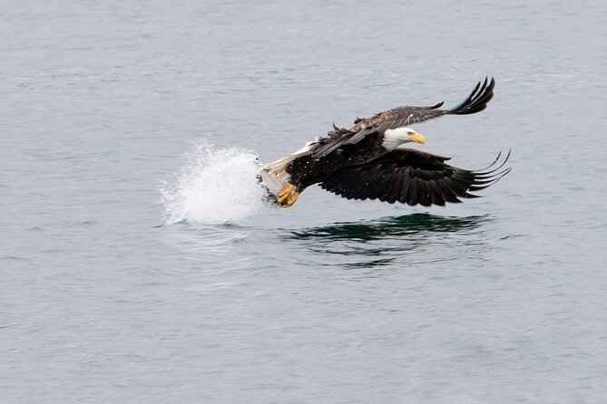 Best Whale Watching and Wildlife Shore Excursion in Sitka - Captain Rick and the local spotting edge