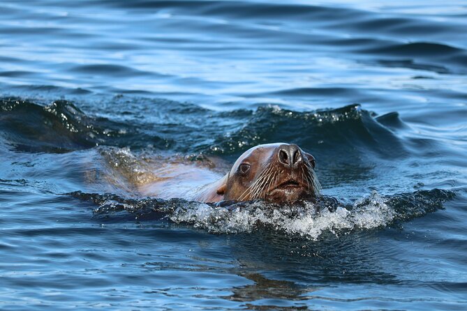 Best Whale Watching and Wildlife Shore Excursion in Sitka - Weather and whale-breach expectations: keep it real