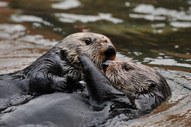 Best Whale Watching and Wildlife Shore Excursion in Sitka - Price and value: is $205 worth it?