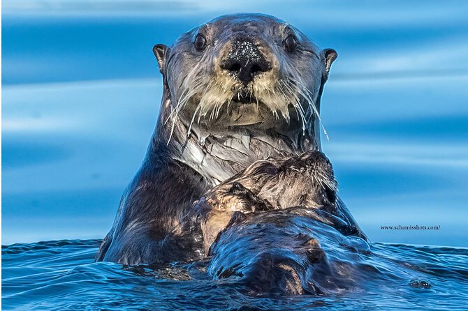 Best Whale Watching and Wildlife Shore Excursion in Sitka - Meeting point and the cruise-stop reality