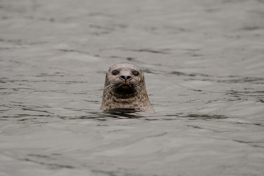 Bleik: Whale Watching by Speedboat with Puffins and Muffins - Quick hits before you go