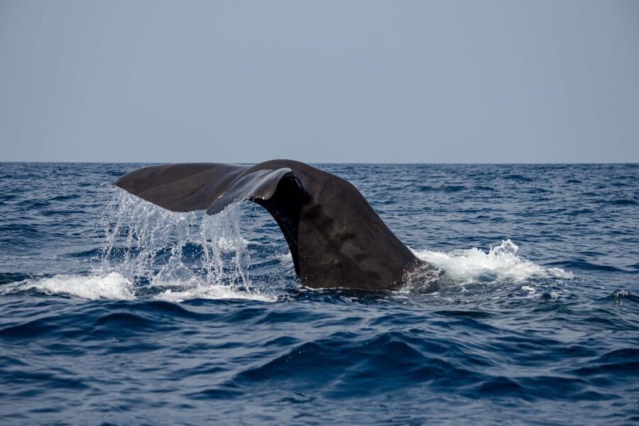 Bleik: Whale Watching by Speedboat with Puffins and Muffins - Practical tips: how to get the most out of your boat time