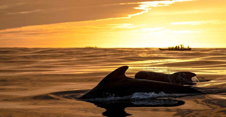Bleik: Whale Watching by Speedboat with Puffins and Muffins - Why Bleik Canyon makes this whale watch feel different
