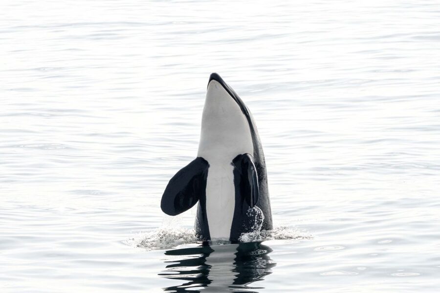 Bleik: Whale Watching by Speedboat with Puffins and Muffins - What you’re looking for in Bleik Canyon: whales, puffins, and the bird buffet