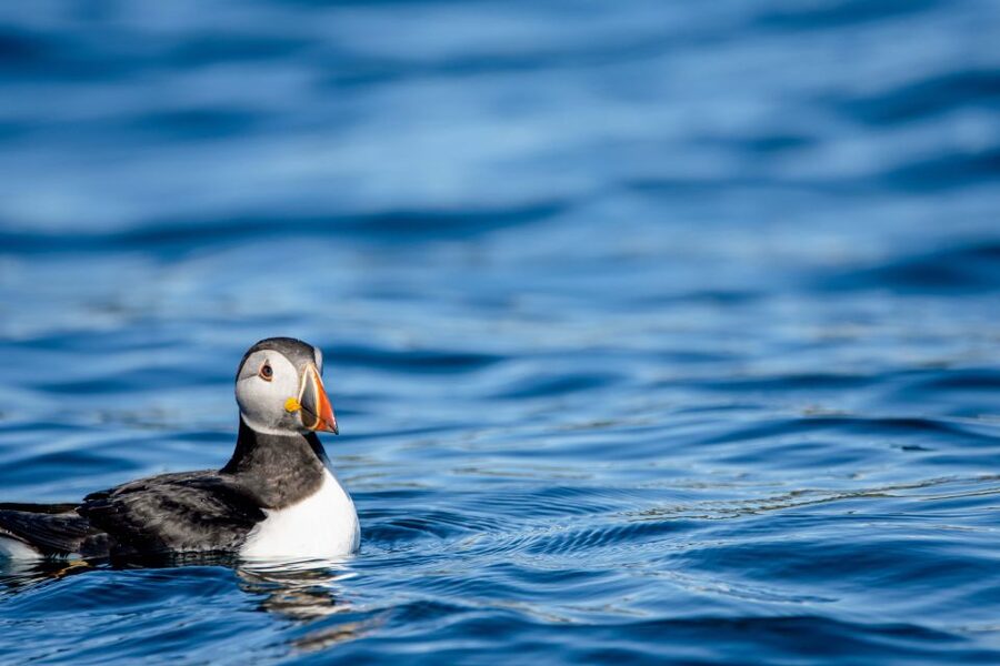 Bleik: Whale Watching by Speedboat with Puffins and Muffins - How the 10:00 vs 21:00 departure changes the experience