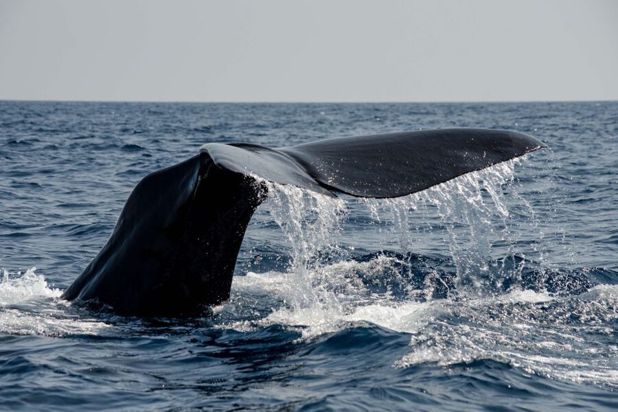Bleik: Whale Watching by Speedboat with Puffins and Muffins - The guide onboard: spotting skills plus photo memories