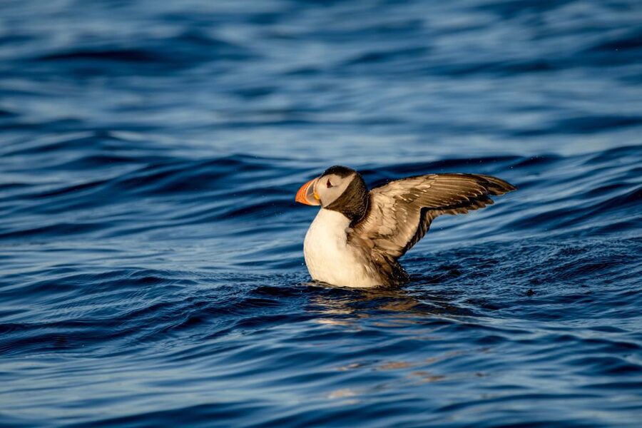 Bleik: Whale Watching by Speedboat with Puffins and Muffins - Price and value: what $199 is really paying for