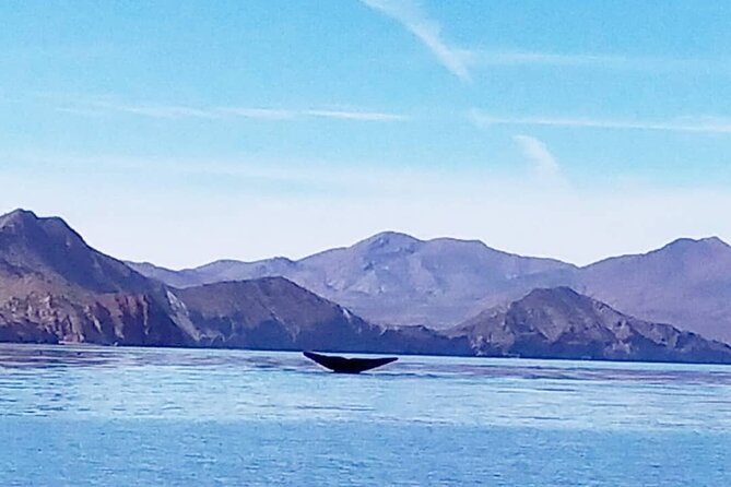 Blue Whale Watching in Loreto - Key highlights you’ll care about