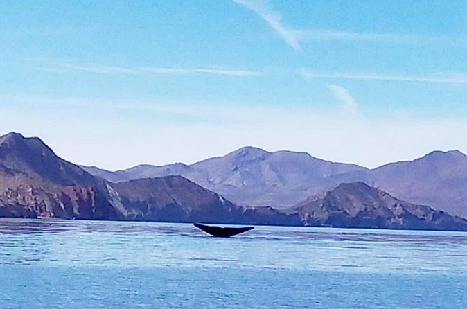 Blue Whale Watching in Loreto - The 5-hour morning ride: what your timeline really means