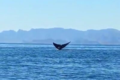 Blue Whale Watching in Loreto - Where the boat goes in the marine park (and why it matters)