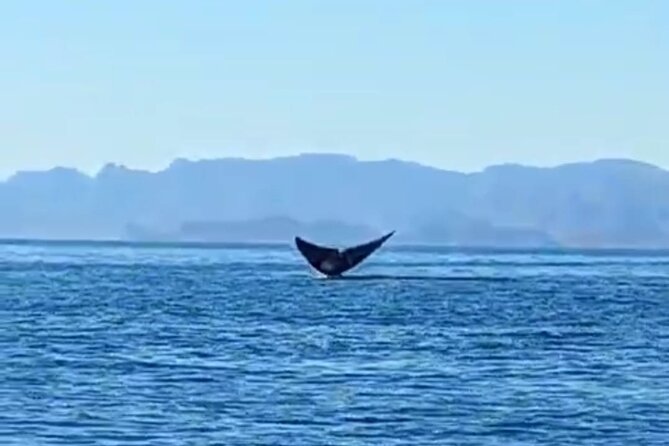 Blue Whale Watching in Loreto - Where the boat goes in the marine park (and why it matters)