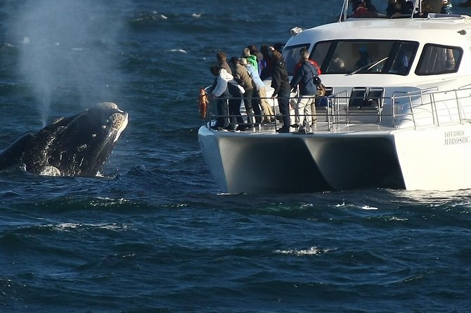 Boat Based Whale Watching from Hermanus - Key Highlights You’ll Care About