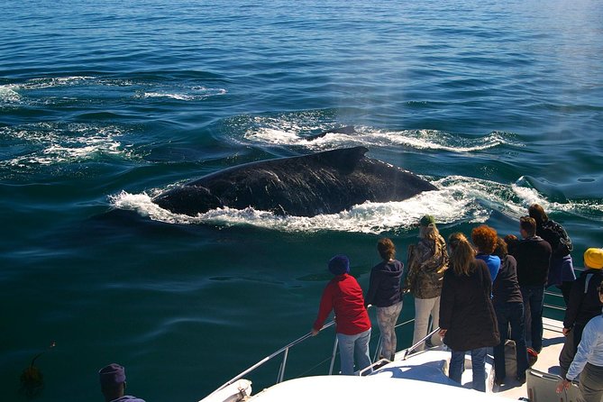 Boat Based Whale Watching from Hermanus - Hermanus New Harbour: Why This Boat Ride Beats Shore-Only Watching
