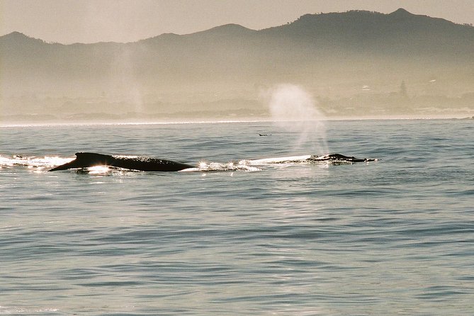 Boat Based Whale Watching from Hermanus - What You’re Actually Looking For: The Whale and Marine Life Game Plan