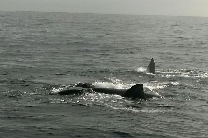 Boat Based Whale Watching from Hermanus - Viewing Comfort: Catamaran Advantages and Real-World Tips