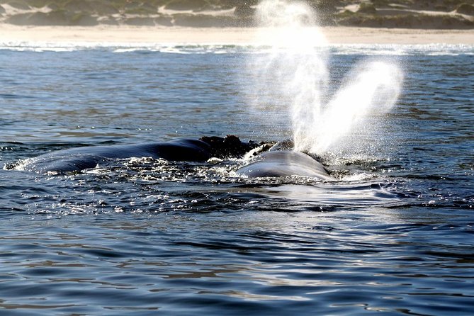 Boat Based Whale Watching from Hermanus - Refreshments and the Optional Video: Small Extras That Matter