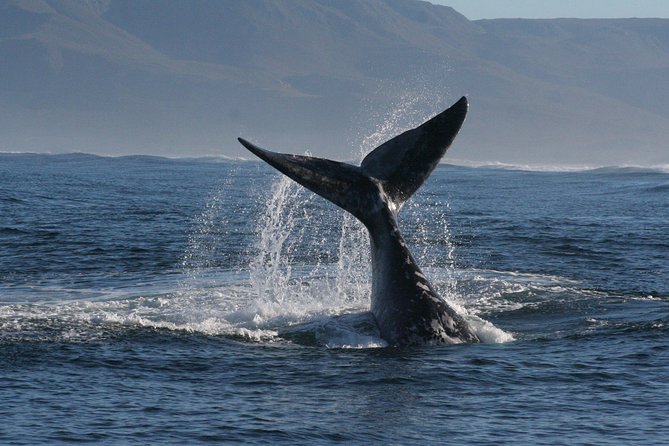 Boat Based Whale Watching from Hermanus - Who Should Book This Boat Whale Watching Trip