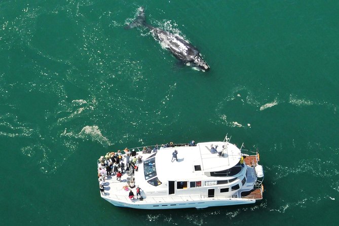 Boat Based Whale Watching from Hermanus - Before You Go: The Whale Specialist Briefing (Not Just a Safety Talk)