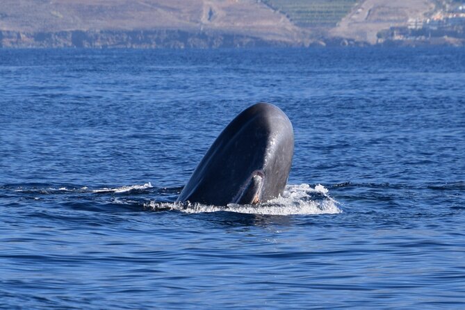Bonadea II Ecological Whale Watching, 2 hours - Key Highlights You’ll Care About