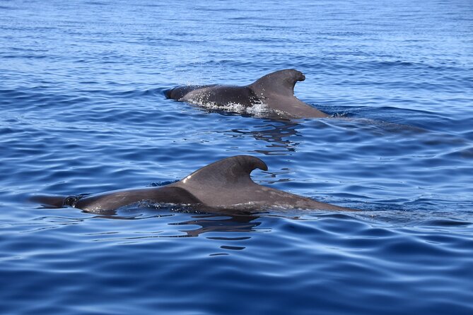 Bonadea II Ecological Whale Watching, 2 hours - Where you meet and how the 2-hour outing flows