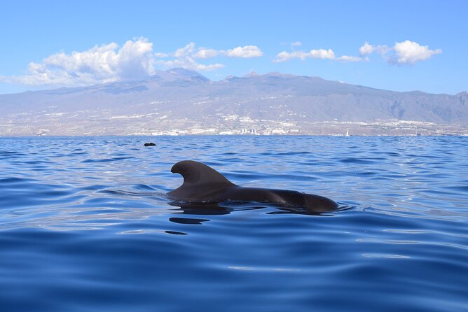 Bonadea II Ecological Whale Watching, 2 hours - What you might see: pilot whales, dolphins, turtles, and more