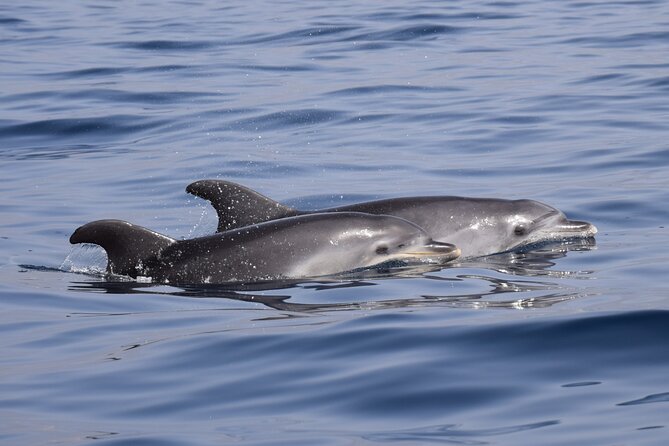 Bonadea II Ecological Whale Watching, 2 hours - Price and value: $78.64 for a small-boat wildlife experience