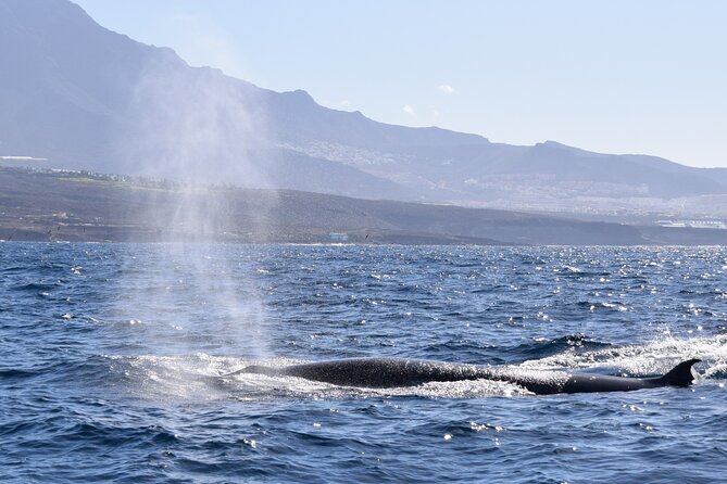 Bonadea II Ecological Whale Watching, 2 hours - Logistics that actually affect your day