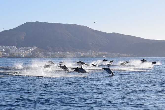 Bonadea II Ecological Whale Watching, 2 hours - Who this tour suits best on Tenerife