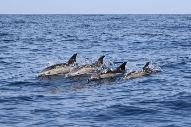 Bonadea II Ecological Whale Watching, 2 hours - Sergio’s style: respectful, quiet, and tuned to animal behavior