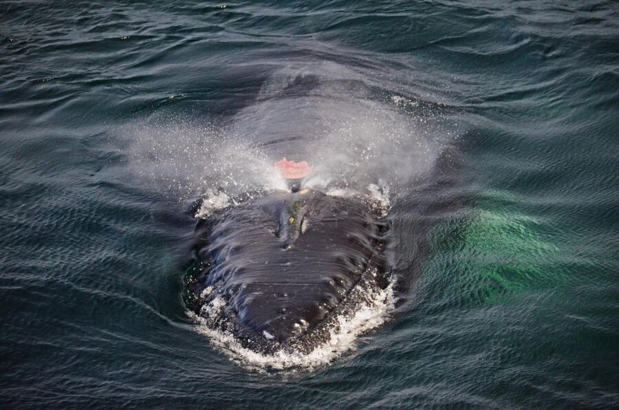 Boston: City Cruises Whale Watching Cruise - Tips That Boost Your Odds Without Stress