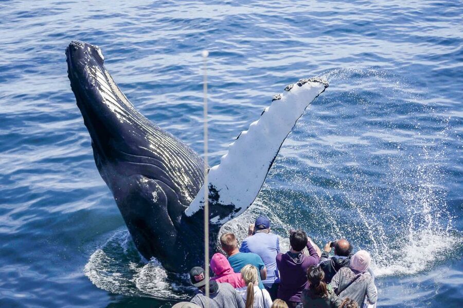 Boston: City Cruises Whale Watching Cruise - Stellwagen Bank’s 1.5-Hour Whale Window: What You Actually Look For
