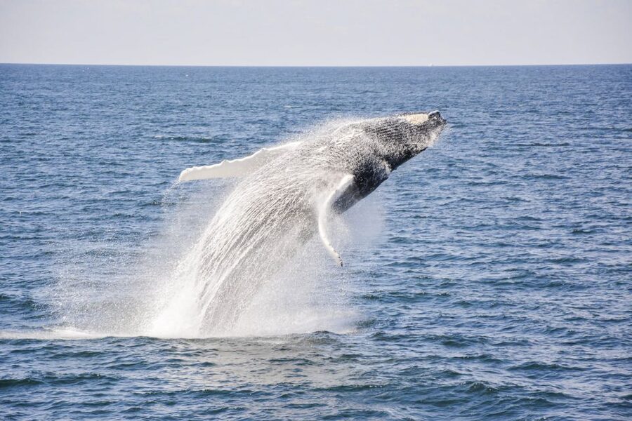 Boston: City Cruises Whale Watching Cruise - Naturalists From the New England Aquarium: Why Their Talk Makes a Difference