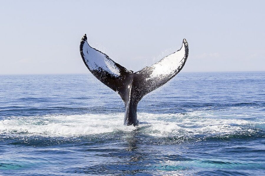 Boston: City Cruises Whale Watching Cruise - Outdoor Deck vs Indoor Cabin: How to Stay Warm and Still Catch the Action