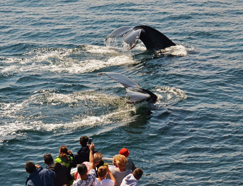 Boston: City Cruises Whale Watching Cruise - Snacks, Seats, and the Details That Make 3.5 Hours Feel Manageable