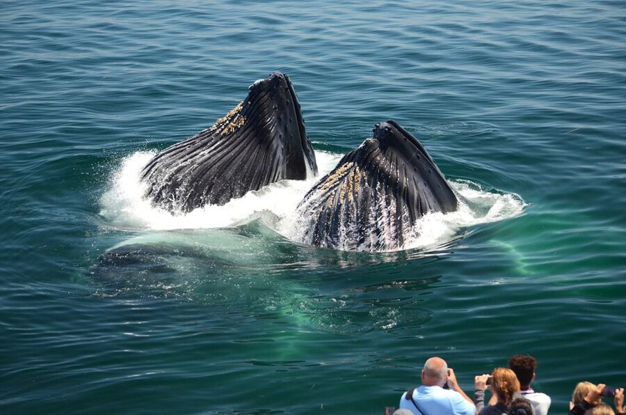 Boston: City Cruises Whale Watching Cruise - Price and Value: Is $80 Worth a Day on the Water?