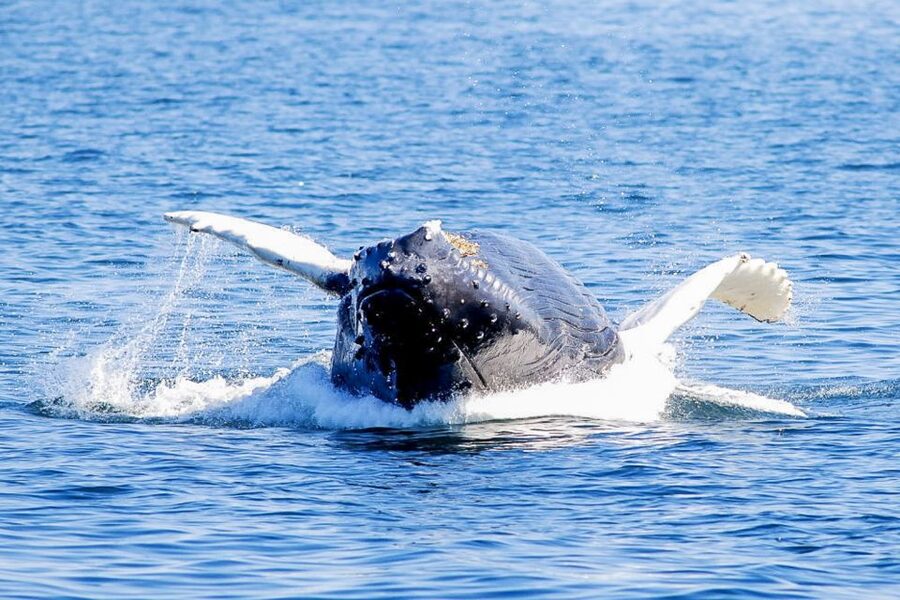 Boston: City Cruises Whale Watching Cruise - Who This Cruise Fits Best (and Who Should Skip)