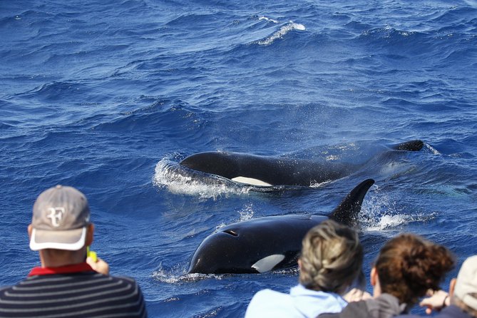 Bremer Canyon Killer Whale (Orca) Expedition - Key Highlights You Should Know Before You Go