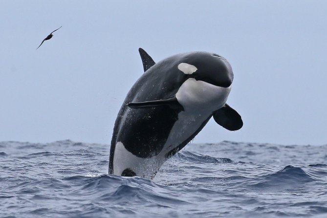Bremer Canyon Killer Whale (Orca) Expedition - Bremer Bay To Bremer Canyon: Why This Orca Trip Gets People Excited