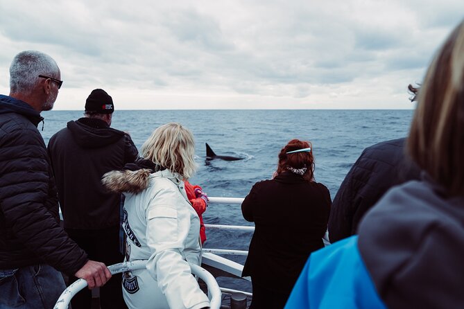 Bremer Canyon Killer Whale (Orca) Expedition - What Wildlife You Might See in Bremer Canyon (Beyond Orcas)