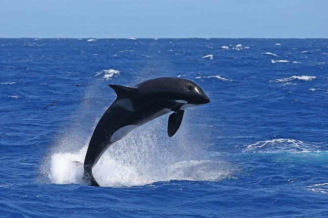 Bremer Canyon Killer Whale (Orca) Expedition - Timing and Meeting Point: When to Arrive and How the Day Flows