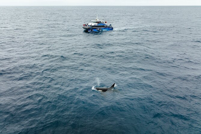 Bremer Canyon Killer Whale (Orca) Expedition - Weather, Sea State, and the One Thing You Can’t Control