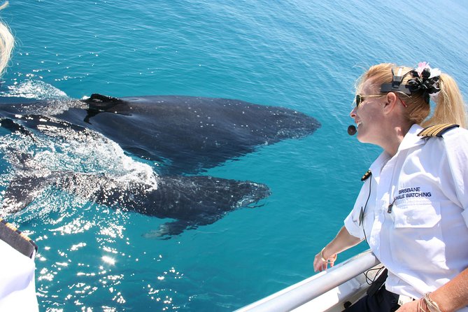 Brisbane Whale Watching Cruise from Redcliffe or Sunshine Coast - Key highlights