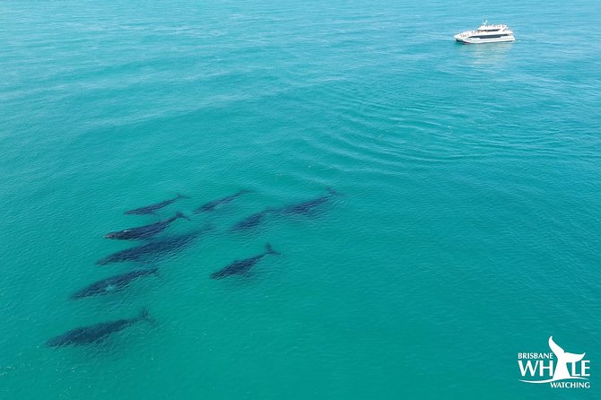 Brisbane Whale Watching Cruise from Redcliffe or Sunshine Coast - Where the Humpbacks Come Too Close (Usually)